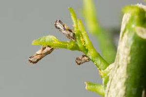 uploads/images/pest/orange psylid.jpg